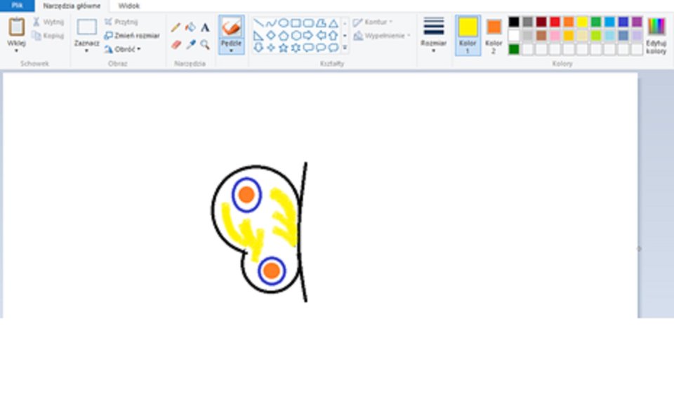 Zrzut okna programu Paint z ilustracją skrzydła motyla