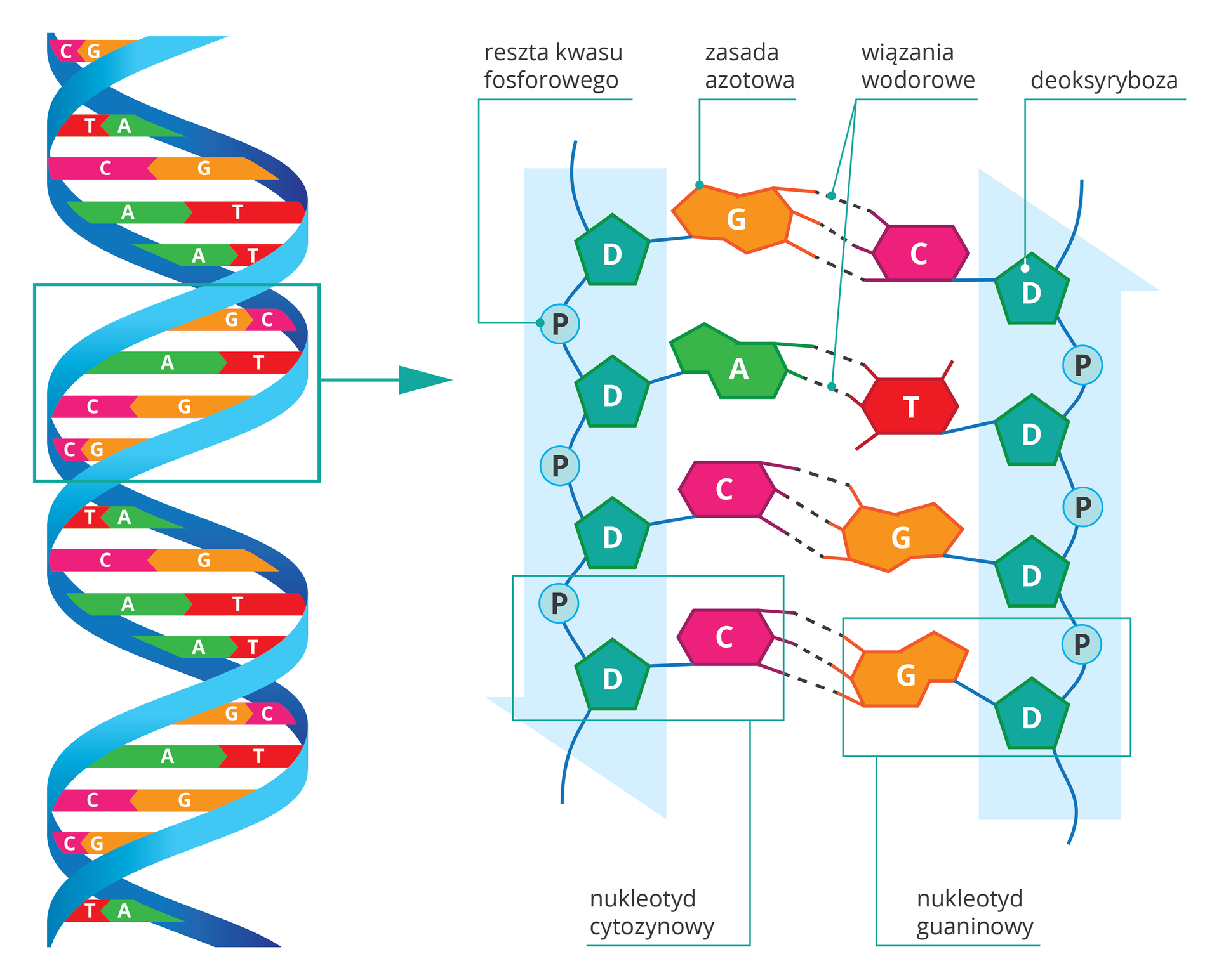 DNA – nośnik informacji genetycznej - Epodreczniki.pl