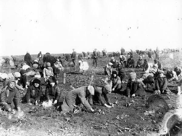 „Wykopki” w ZSRR w latach 30. „Wykopki” w ZSRR w latach 30. Źródło: domena publiczna.