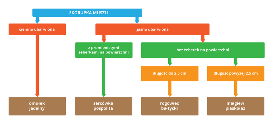 Ilustracja przedstawia w formie kolorowych prostokątów klucz do oznaczania krajowych gatunków małży. W prostokąty wpisano cechy skorupki muszli. Czerwone oznaczają intensywność zabarwienia. Zielone obecność lub brak żebrowania. Pomarańczowe oznaczają długość muszli. Brązowe zawierają nazwy gatunkowe małży. Strzałki pozwalają na identyfikację gatunku po wybranych cechach.