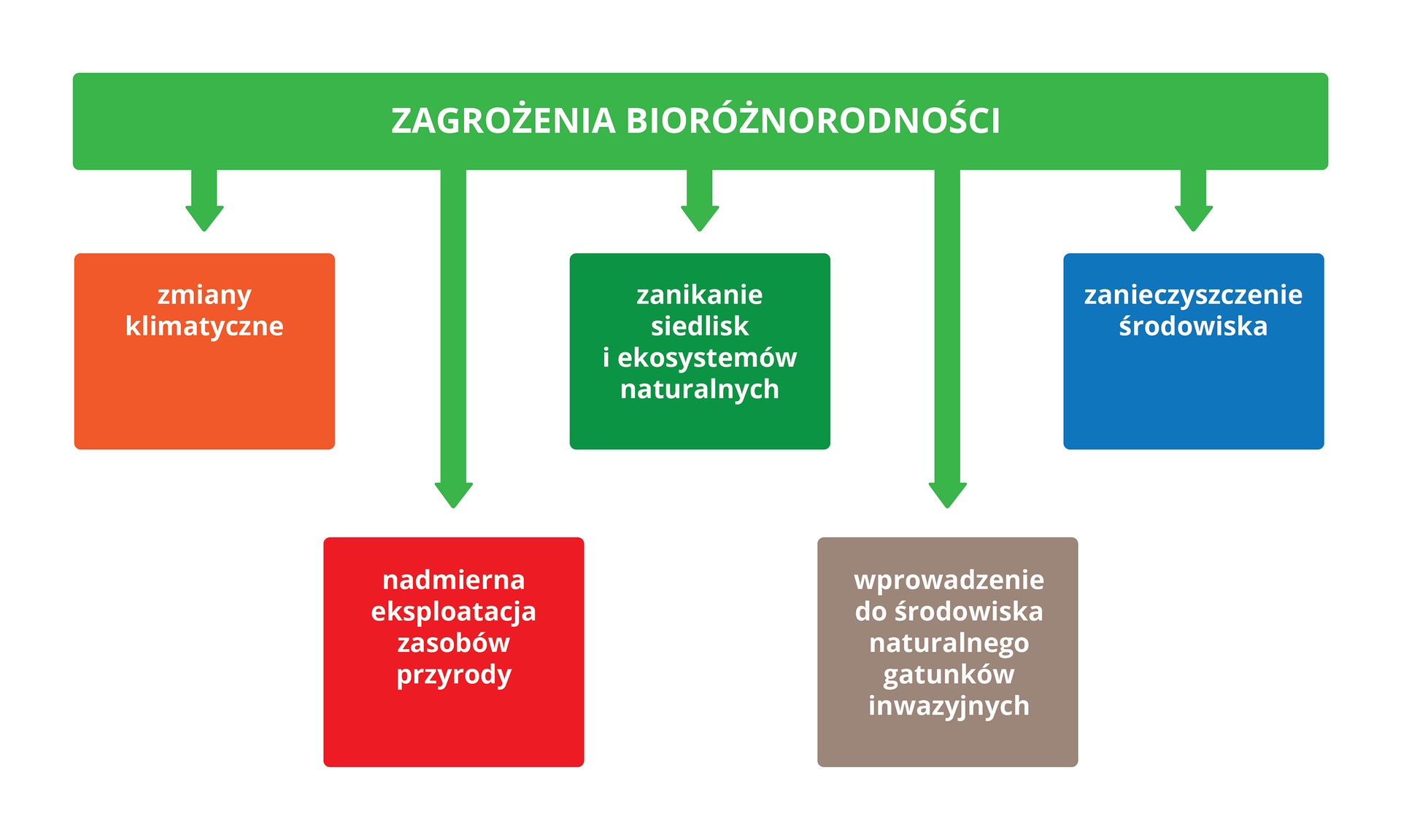 Ilustracja przedstawia blokowy schemat. Zielona belka u góry podpisana: zagrożenia bioróżnorodności. Od niej strzałki do kwadratów z opisem zagrożeń, każdy w innym kolorze.