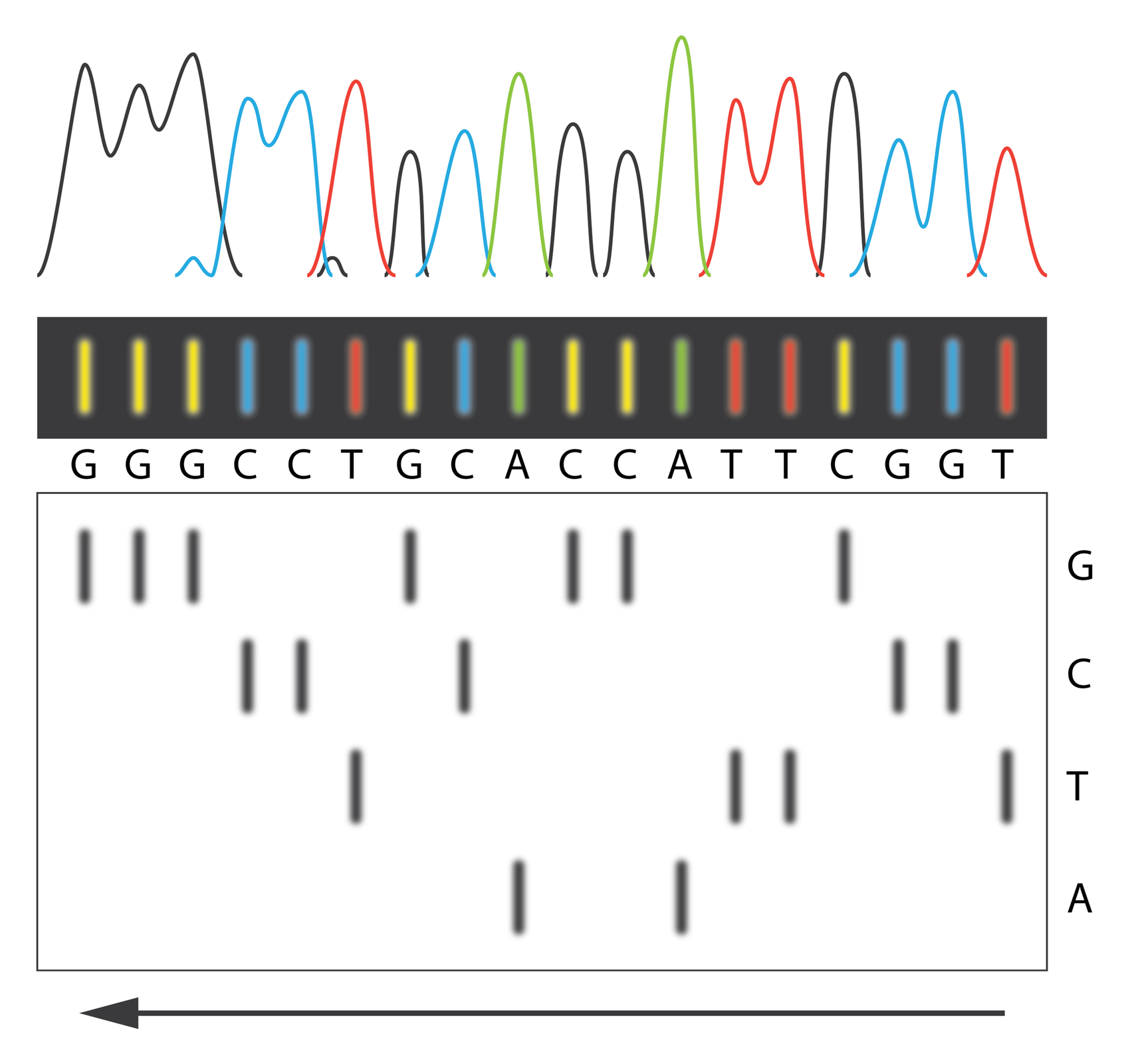 Wykorzystanie DNA