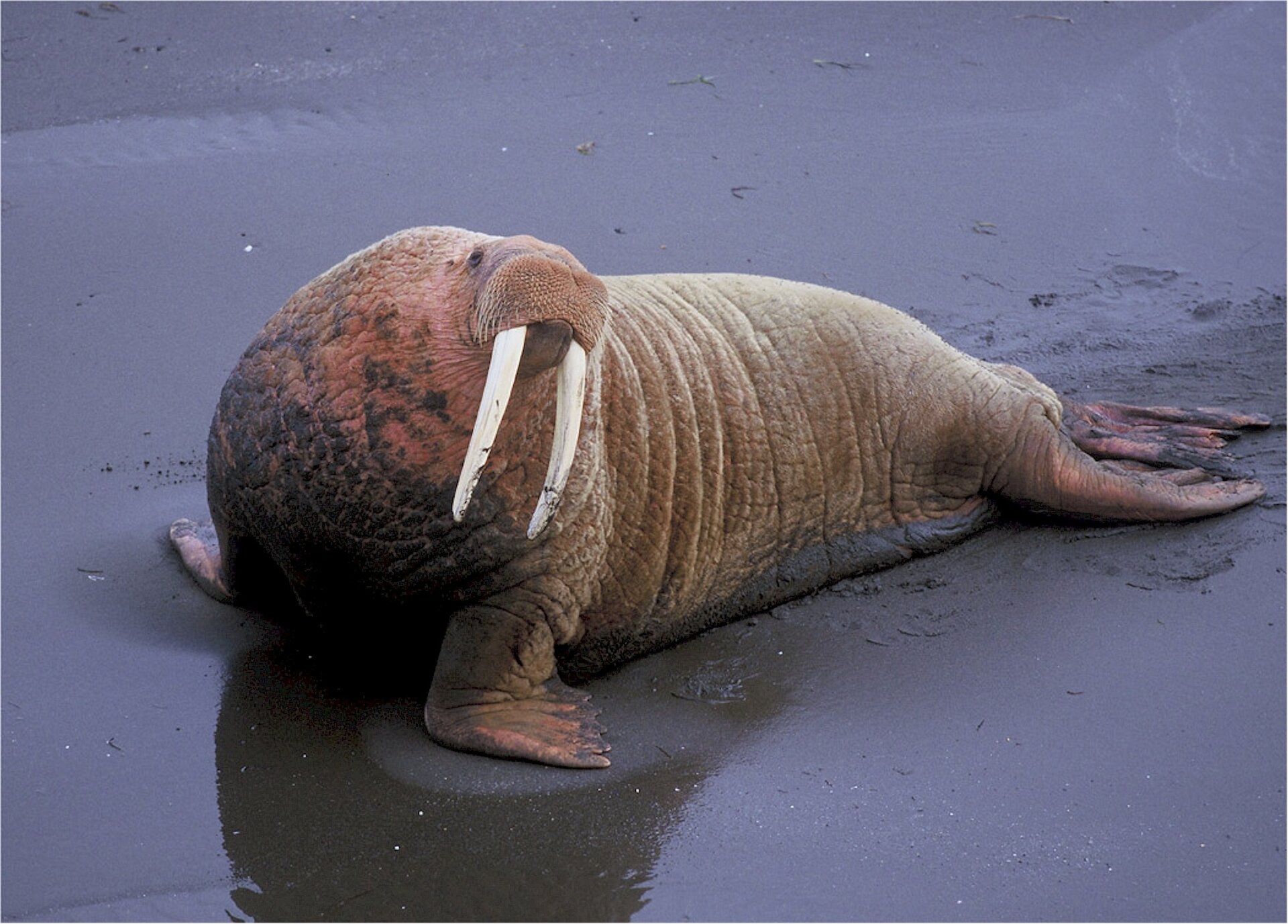 Fotografia prezentuje dużych rozmiarów morsa leżącego na morskiej plaży. Mors ma grubą pofałdowana skórę barwy jasnobrązowej. Kończyny przednie i tylne stanowią płetwy. Z pyska wystają długie białe kły.