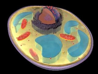 Komórka drożdży