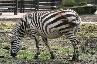 Organizmy żywe - zebra