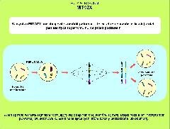 Podział komórki - mitoza