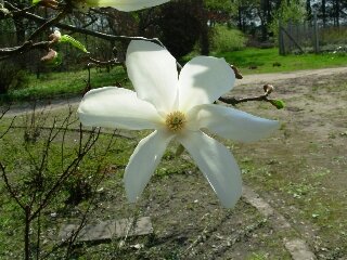 Magnolia japońska - kwiat