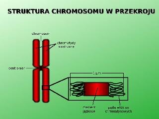 Struktura chromosomu w przekroju