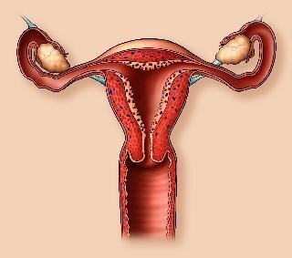 Przekrój przez żeńskie narządy rozrodcze