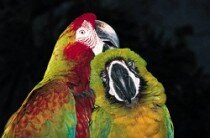 Egzotyczne ptaki. Papużki hodowlane - pakiet edukacyjny (5-latki)