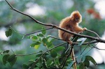 Zwierzęta. Skaczące małpki - pakiet edukacyjny (3,4,5-latki)