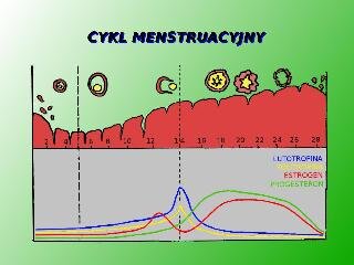 Cykl menstruacyjny