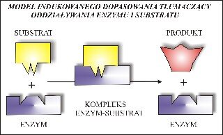 Model działania enzymu