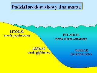 Podział środowiskowy dna morza